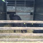 cows